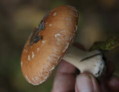 Leucocortinarius bulbiger
