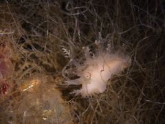 Dendronotus europaeus
