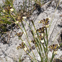 Moraea lurida