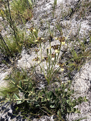 Moraea lurida