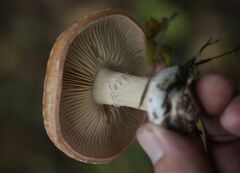 Leucocortinarius bulbiger