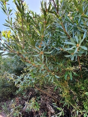 Brabejum stellatifolium