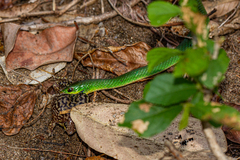 Philothamnus hoplogaster