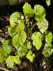 Begonia hirtella