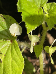 Begonia hirtella