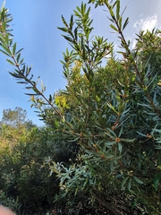 Brabejum stellatifolium