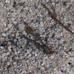 Argia pallens