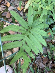 Onoclea sensibilis