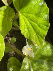 Begonia hirtella