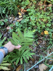 Onoclea sensibilis