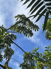 Cecropia obtusifolia