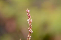 Persicaria decipiens