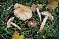 Hebeloma sacchariolens