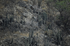 Haageocereus acranthus