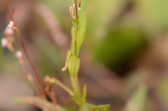 Persicaria decipiens