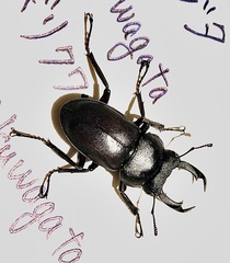 Dorcus rectus rectus
