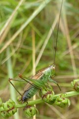Conocephalus dorsalis
