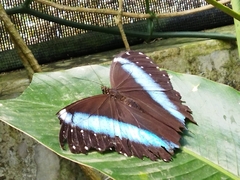 Morpho