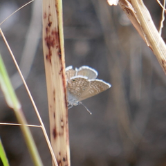 Hemiargus ceraunus