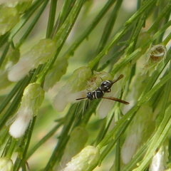 Leucospis