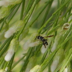 Leucospis