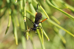 Exetastes bituminosus