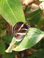 Heliconius erato cyrbia