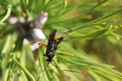 Exetastes bituminosus