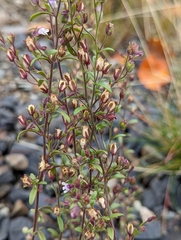 Chaenorhinum