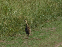 Rhynchotus rufescens