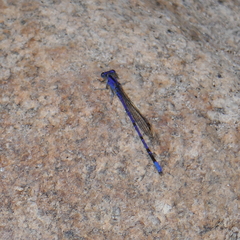 Argia extranea