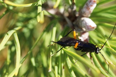 Exetastes bituminosus