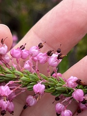 Erica gracilipes
