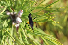 Exetastes bituminosus