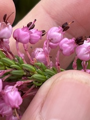 Erica gracilipes