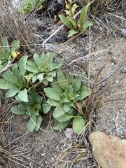 Solidago spathulata