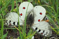 Parnassius phoebus