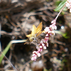 Copaeodes aurantiaca