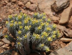 Euphorbia nesemannii
