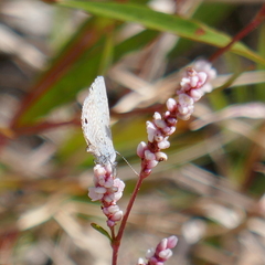 Hemiargus ceraunus