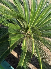 Cycas