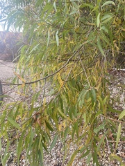 Salix nigra