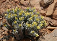 Euphorbia nesemannii