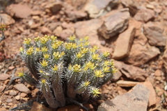 Euphorbia nesemannii