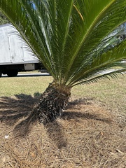 Cycas