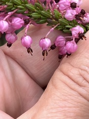 Erica gracilipes