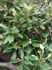 Pittosporum ralphii