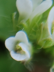 Capsella bursa-pastoris