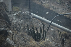 Haageocereus acranthus