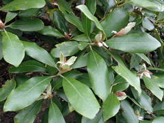 Pittosporum ralphii